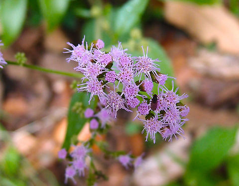 Billygoat-weed - Ageratum conyzoides Cerro de Las Vueltas, Costa Rica. Ageratum conyzoides,Billygoat-weed,Costa Rica,Geotagged,Spring
