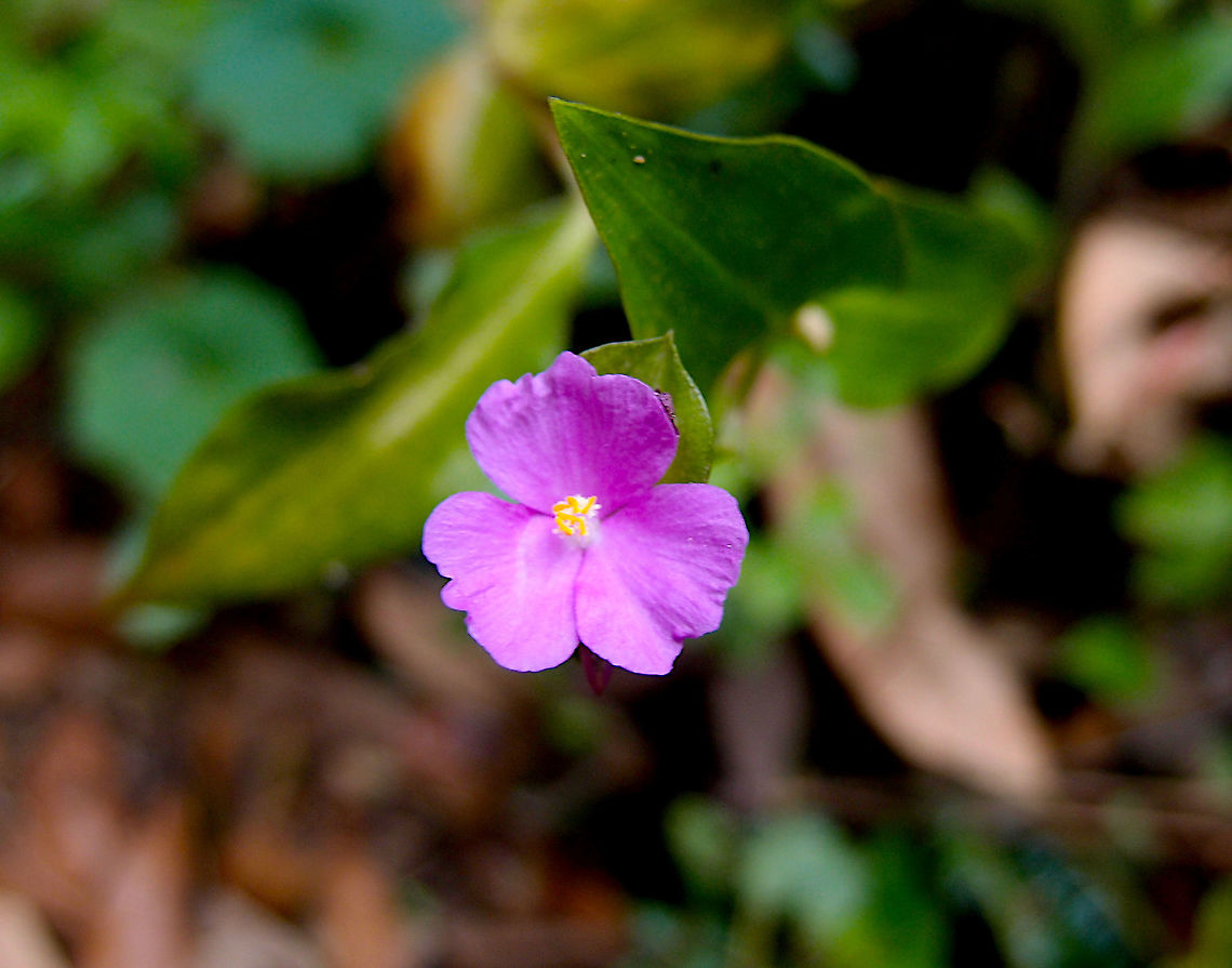 Hierba de Pollo - Tradescantia poelliae Cerro de Las Vueltas, Costa Rica. Costa Rica,Geotagged,Hierba de Pollo,Spring,Tradescantia poelliae