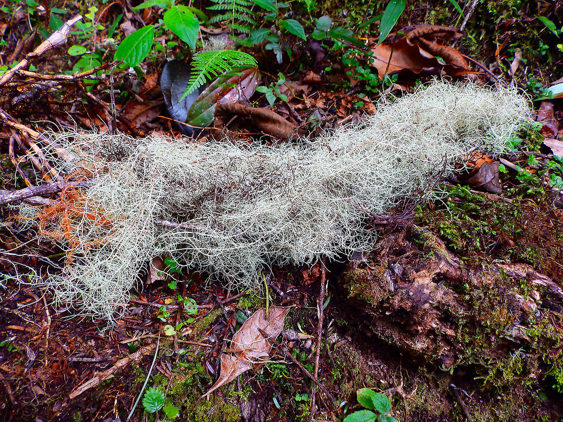 Spanish moss - Tillandsia usneoides Cerro de Las Vueltas, Costa Rica. Costa Rica,Geotagged,Spanish moss,Spring,Tillandsia usneoides