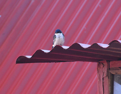 Blue-and-white swallow - Pygochelidon/Notiochelidon cyanoleuca Reserva Cerro de Las  Vueltas, Costa Rica. Blue-and-white swallow,Costa Rica,Geotagged,Notiochelidon cyanoleuca,Pygochelidon cyanoleuca,Spring