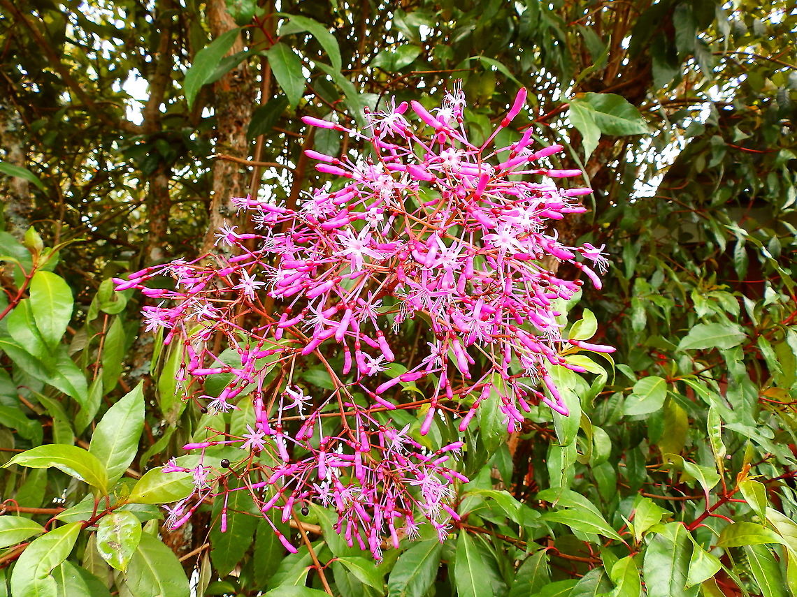 Fuchsia paniculata Reserva Cerro de Las Vueltas, Costa Rica. Costa Rica,Fuchsia paniculata,Geotagged,Spring