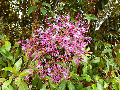 Fuchsia paniculata Reserva Cerro de Las Vueltas, Costa Rica. Costa Rica,Fuchsia paniculata,Geotagged,Spring