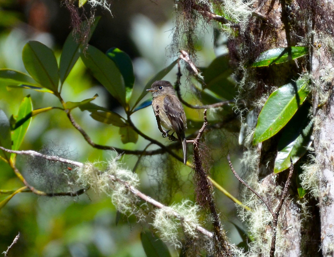 Black-capped flycatcher - Empidonax atriceps Reserva Cerro de Las Vueltas, Costa Rica. Black-capped flycatcher,Costa Rica,Empidonax atriceps,Geotagged,Spring