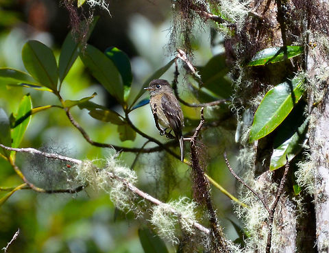 Black-capped flycatcher - Empidonax atriceps Reserva Cerro de Las Vueltas, Costa Rica. Black-capped flycatcher,Costa Rica,Empidonax atriceps,Geotagged,Spring