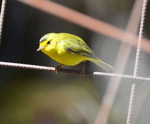 Wilson's warbler -Cardellina/Wilsonia pusilla Reserva Cerro De Las  Vueltas, Costa Rica Cardellina pusilla,Costa Rica,Geotagged,Spring,Wilsons warbler