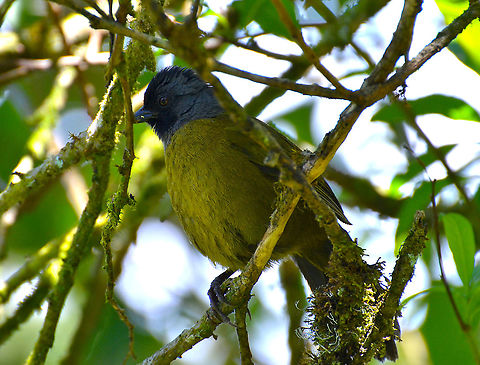 Large-footed finch - Pezopetes capitalis Reserva Cerro de Las Vueltas, Costa Rica. Costa Rica,Geotagged,Large-footed finch,Pezopetes capitalis,Spring