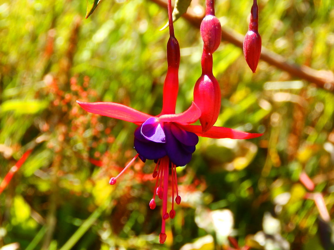 Fuchsia campos-portoi Ornamental found in garden in our lodge near Reserva Cerro de Las Vueltas, Costa Rica. Costa Rica,Fuchsia campos,Fuchsia campos-portoi,Geotagged,Spring