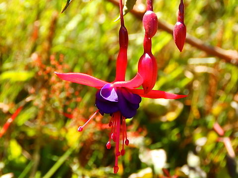 Fuchsia campos-portoi Ornamental found in garden in our lodge near Reserva Cerro de Las Vueltas, Costa Rica. Costa Rica,Fuchsia campos,Fuchsia campos-portoi,Geotagged,Spring
