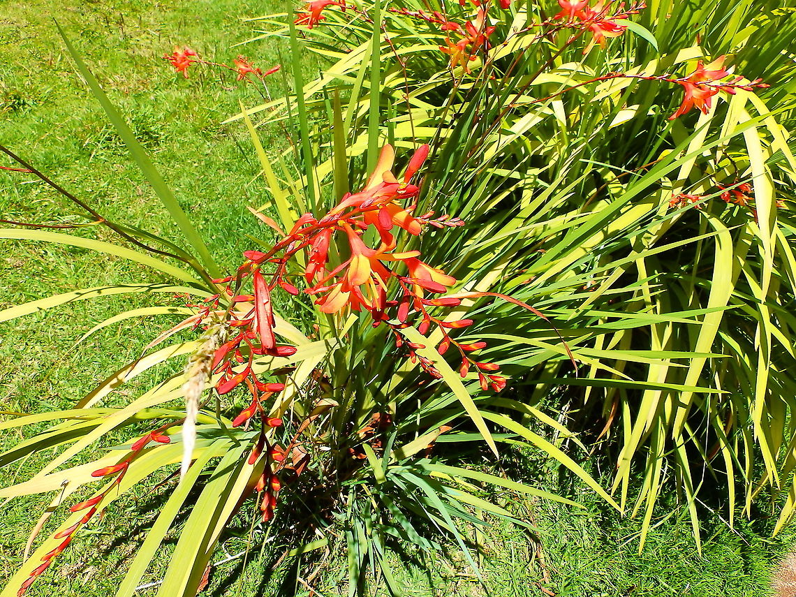 Montbretia - Crocosmia masoniorum Ornamental found in garden in our lodge near Reserva Cerro de Las Vueltas, Costa Rica.  Costa Rica,Crocosmia masoniorum,Geotagged,Spring