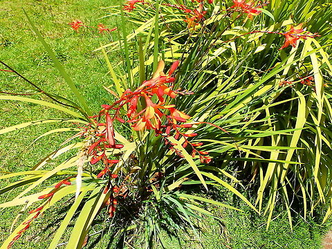 Montbretia - Crocosmia masoniorum Ornamental found in garden in our lodge near Reserva Cerro de Las Vueltas, Costa Rica.  Costa Rica,Crocosmia masoniorum,Geotagged,Spring