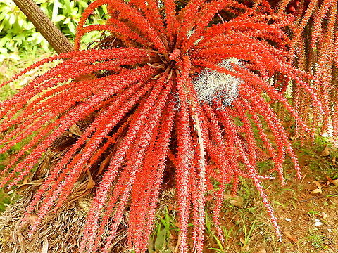 Poor man’s umbrella - Gunnera insignis Ornamental found in garden in our lodge near Reserva Cerro de Las Vueltas, Costa Rica.  Costa Rica,Geotagged,Gunnera insignis,Poorman's Umbrella,Spring