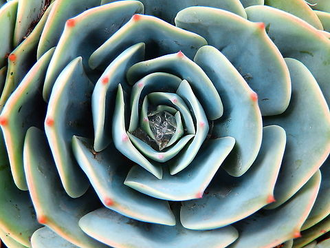 Mexican snow ball - Echeveria elegans Ornamental found in garden in our lodge near Reserva Cerro de Las Vueltas, Costa Rica.  Costa Rica,Echeveria elegans,Geotagged,Spring