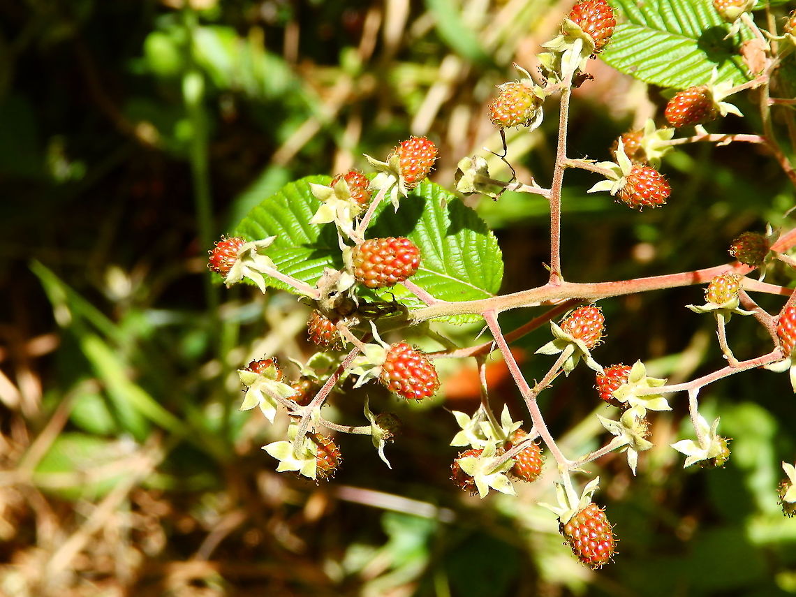 Andean raspberry - Rubus glaucus Found in the forests of Reserva Cerro de Las Vueltas, Costa Rica.<br />
<figure class="photo"><a href="https://www.jungledragon.com/image/121083/andean_raspberry_-_rubus_glaucus.html" title="Andean Raspberry - Rubus glaucus"><img src="https://s3.amazonaws.com/media.jungledragon.com/images/2298/121083_thumb.JPG?AWSAccessKeyId=05GMT0V3GWVNE7GGM1R2&Expires=1759968010&Signature=KxcD7rcIP%2BySbbQzfVl1AEBsNS4%3D" width="200" height="152" alt="Andean Raspberry - Rubus glaucus Found in the forest of Reserva del Cerro de las Vueltas, Costa Rica.<br />
https://www.jungledragon.com/image/120911/andean_raspberry_-_rubus_glaucus.html<br />
http://tropical.theferns.info/image.php?id=Rubus+glaucus Andean Raspberry,Costa Rica,Geotagged,Rubus glaucus,Spring" /></a></figure> Costa Rica,Geotagged,Rubus glaucus,Spring