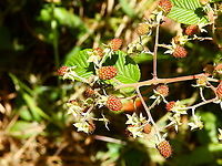 Andean raspberry - Rubus glaucus Found in the forests of Reserva Cerro de Las Vueltas, Costa Rica.<br />
https://www.jungledragon.com/image/121083/andean_raspberry_-_rubus_glaucus.html Costa Rica,Geotagged,Rubus glaucus,Spring