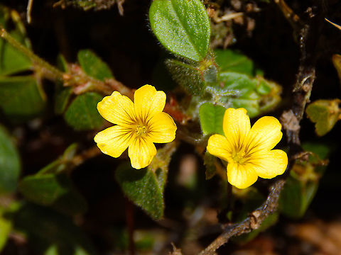 Spiral sorrel - Oxalis spiralis Found in the forests of Reserva Cerro de Las Vueltas, Costa Rica.  Costa Rica,Geotagged,Oxalis spiralis,Spiral sorrel,Spring