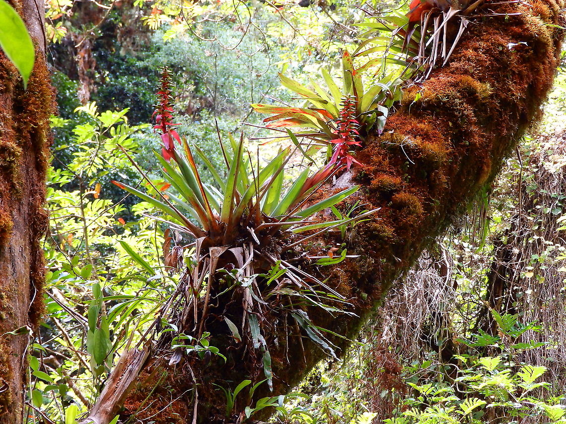 Aechmea bracteata tent Found in the forests of Reserva Cerro de Las Vueltas, Costa Rica.  Aechmea bracteata,Costa Rica,Geotagged,Spring