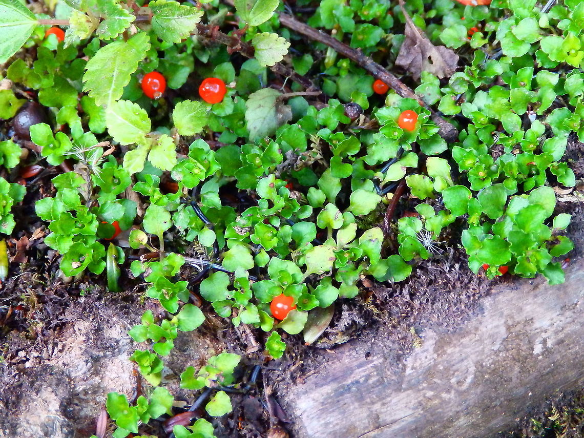 Coral bead plant - Nertera granadensis Found in the forests of Reserva Cerro de Las Vueltas, Costa Rica.  Costa Rica,Geotagged,Nertera granadensis,Spring