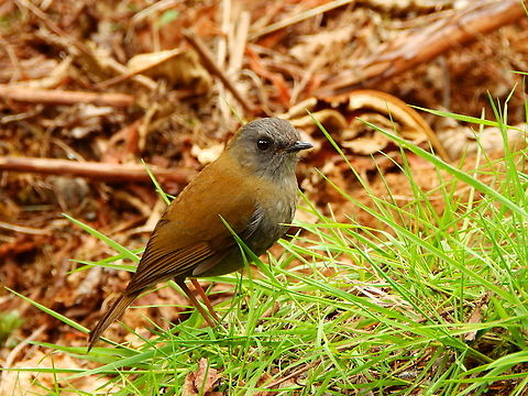 Black-billed nightingale-thrush - Catharus gracilirostris Found in the forests of Reserva Cerro de Las Vueltas, Costa Rica.  Black-billed nightingale-thrush,Catharus gracilirostris,Costa Rica,Geotagged,Spring
