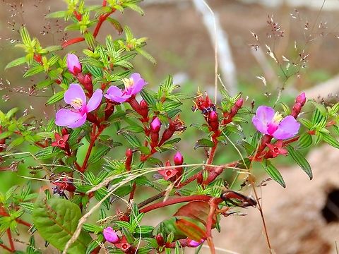 Lovely Princess Flower - Monochaetum amabile Found in the forests of Reserva Cerro de Las Vueltas, Costa Rica.  Costa Rica,Geotagged,Lovely Princess Flower,Monochaetum amabile,Spring