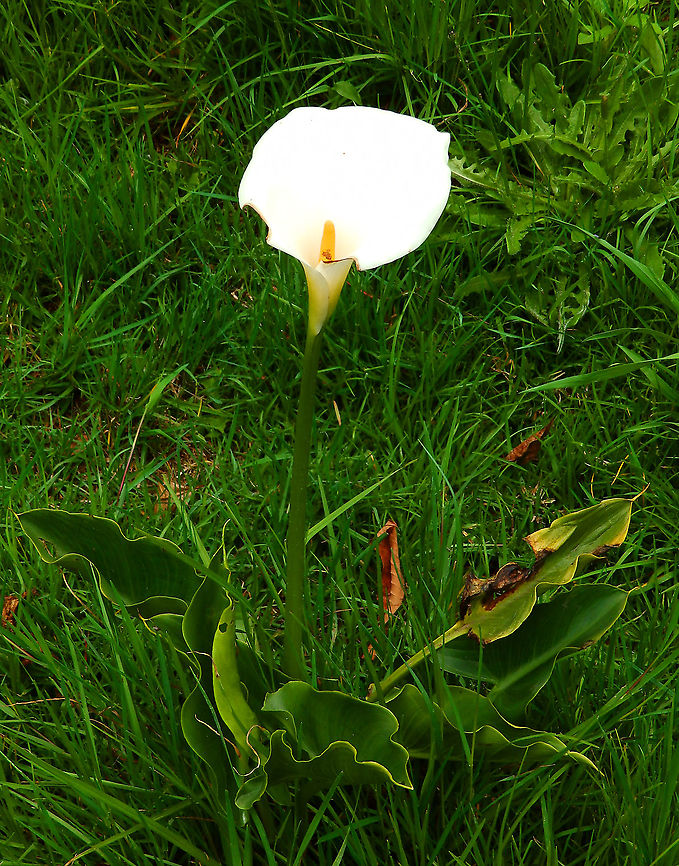 Calla lily - Zantedeschia aethiopica Non-native, ornamental, found in garden in our lodge near Reserva Cerro de Las Vueltas, Costa Rica.  Calla lily,Costa Rica,Geotagged,Spring,Zantedeschia aethiopica
