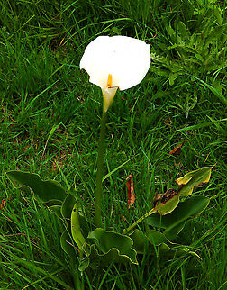 Calla lily - Zantedeschia aethiopica Non-native, ornamental, found in garden in our lodge near Reserva Cerro de Las Vueltas, Costa Rica.  Calla lily,Costa Rica,Geotagged,Spring,Zantedeschia aethiopica