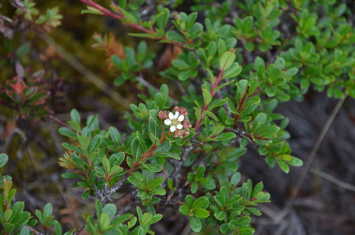 Hesperomeles obtusifolia Found in the slopes of Cerro de Las Vueltas, Costa Rica. Costa Rica,Geotagged,Hesperomeles obtusifolia,Hesperomeles_obtusifolia,Spring