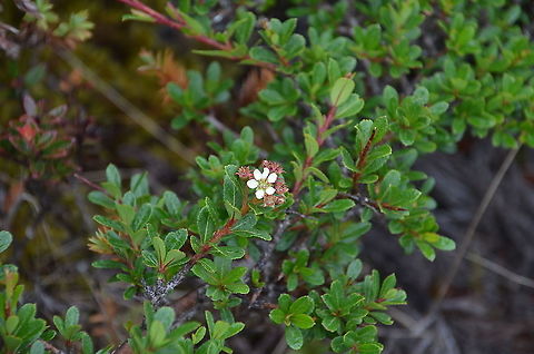Hesperomeles obtusifolia Found in the slopes of Cerro de Las Vueltas, Costa Rica. Costa Rica,Geotagged,Hesperomeles obtusifolia,Hesperomeles_obtusifolia,Spring