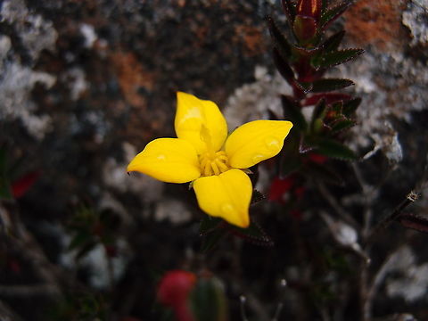 Chaetolepis cufodontisii Found in the slopes of Cerro de Las Vueltas, Costa Rica.  Chaetolepis cufodontisii,Costa Rica,Geotagged,Spring