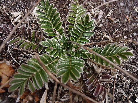 Matapiojos - Acaena cylindristachya Found in the slopes of Cerro de Las Vueltas, Costa Rica.  Acaena cylindristachya,Costa Rica,Geotagged,Matapiojos,Spring