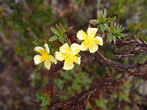 Costa Rican St. John’s Wort -_ Hypericum irazuense Found in the slopes of Cerro de Las Vueltas, Costa Rica. 
https://www.jungledragon.com/image/120944/costa_rican_st._johns_wort_-_hypericum_irazuense.html Costa Rica,Costa Rican St. John’s Wort,Geotagged,Hypericum irazuense,Spring