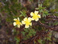 Costa Rican St. John’s Wort -_ Hypericum irazuense Found in the slopes of Cerro de Las Vueltas, Costa Rica. <br />
https://www.jungledragon.com/image/120944/costa_rican_st._johns_wort_-_hypericum_irazuense.html Costa Rica,Costa Rican St. John’s Wort,Geotagged,Hypericum irazuense,Spring