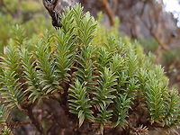 Costa Rican St. John&rsquo;s Wort - Hypericum irazuense Found in the slopes of Cerro de Las Vueltas, Costa Rica. <br />
https://www.jungledragon.com/image/120940/costa_rican_st._johns_wort_-_hypericum_irazuense.html Costa Rican St. John&rsquo;s Wort,Hypericum irazuense