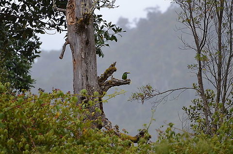 Blue-throated toucanet - Aulacorhynchus caeruleogularis In San Gerardo de Dota, Costa Rica.
It was very close to a nest of Acorn Woodpecker (Melanerpes formicivorus). Our guide explained us that they take chicks from them to feed their own offspring. Soon after many woodpeckers showed up and  they drove the toucanet away from their nest. Aulacorhynchus caeruleogularis,Blue-throated toucanet,Costa Rica,Geotagged,Spring