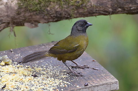 Large-footed finch - Pezopetes capitalis Feeder in observation site in San Gerardo de Dota, Costa Rica. Many birds were coming from the woods right in front of the place. Costa Rica,Geotagged,Large-footed finch,Pezopetes capitalis,Spring