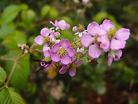 Andean Raspberry - Rubus glaucus Found in the forest of Reserva del Cerro de las Vueltas, Costa Rica.<br />
https://www.jungledragon.com/image/120911/andean_raspberry_-_rubus_glaucus.html<br />
http://tropical.theferns.info/image.php?id=Rubus+glaucus Andean Raspberry,Costa Rica,Geotagged,Rubus glaucus,Spring