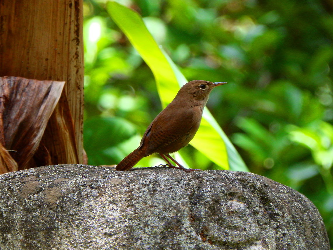 House Wren - Troglodytes aedon Alajuela, Costa Rica. Costa Rica,Geotagged,House wren,Spring,Troglodytes aedon