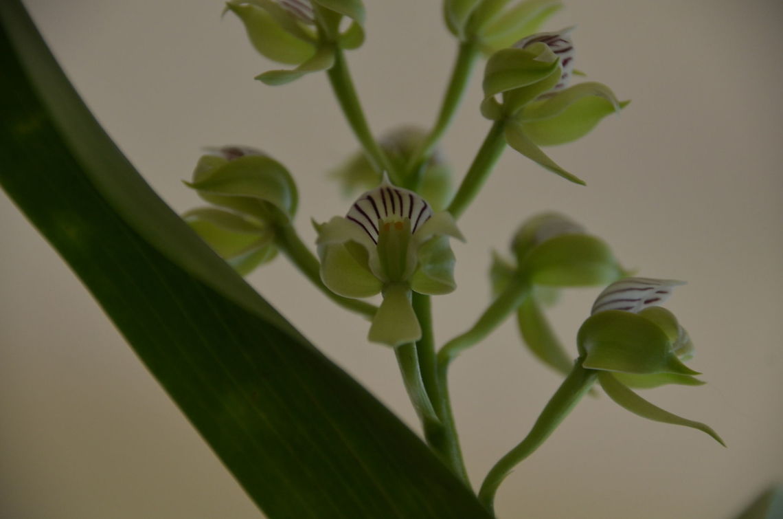 Appendage orchid Chacao Anacheilium - Prosthechea chacaoensis Alajuela, Costa Rica. Appendage orchid Chacao Anacheilium,Costa Rica,Geotagged,Prosthechea chacaoensis,Spring