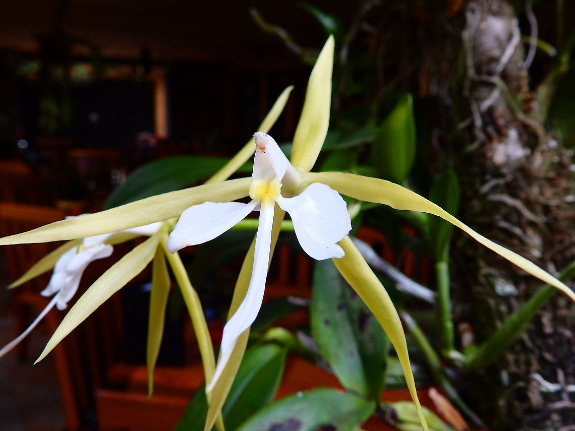 Coilostylis parkinsoniana Alajuela, Costa Rica. Coilostylis parkinsoniana,Costa Rica,Geotagged,Spring