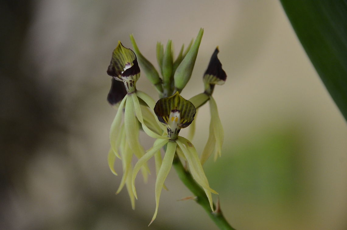 Clamshell Orchid - Prosthechea cochleata Alajuela, Costa Rica Costa Rica,Geotagged,Prosthechea cochleata,Spring
