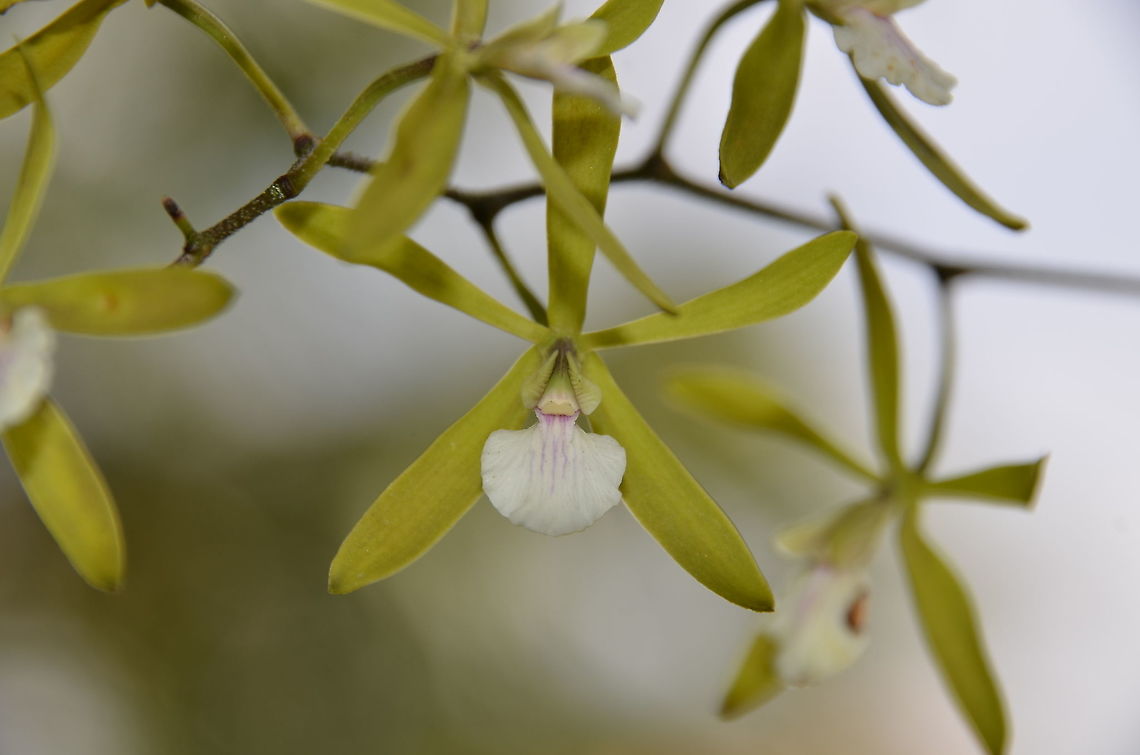 The Starry Alanje Encyclia - Encyclia stellata Alajuela, Costa Rica. Costa Rica,Encyclia stellata,Geotagged,Spring,The Starry Alanje Encyclia