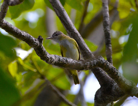 Yellow-green vireo - Vireo flavoviridis Alajuela, Costa Rica. Costa Rica,Geotagged,Spring,Vireo flavoviridis,Yellow-green vireo