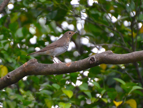 Swainsons thrush - Catharus ustulatus Alajuela, Costa Rica. Catharus ustulatus,Costa Rica,Geotagged,Spring,Swainsons thrush