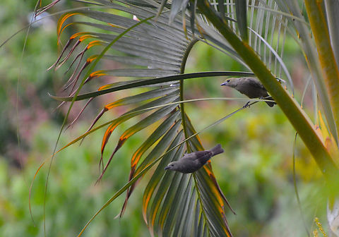 Palm tanager - Thraupis palmarum Alajuela, Costa Rica. Costa Rica,Geotagged,Palm Tanager,Spring,Thraupis palmarum