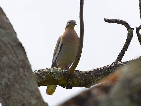 White-winged dove  - Zenaida asiatica Alajuela, Costa Rica. Costa Rica,Geotagged,Spring,White-winged dove,Zenaida asiatica