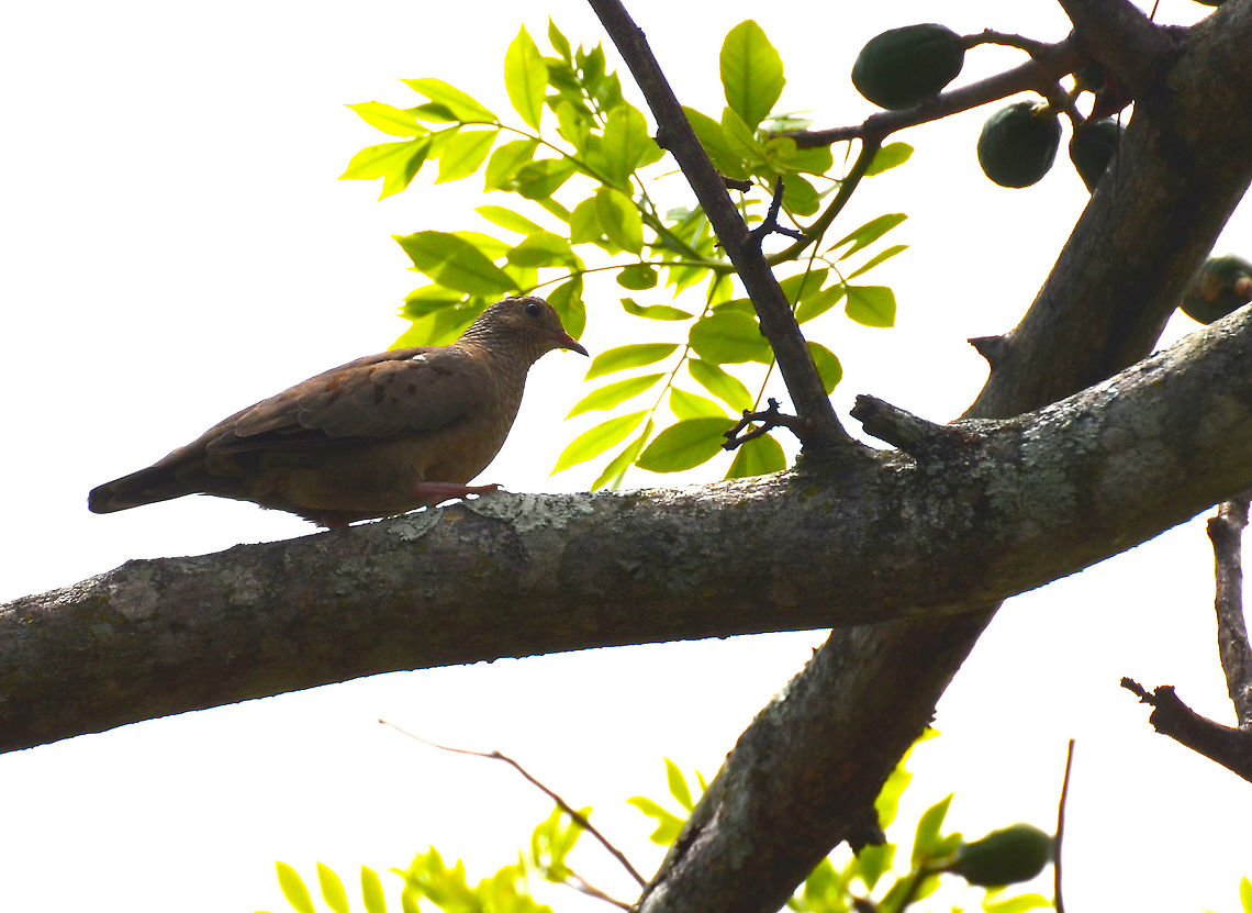 Common Ground Dove - Columbina passerina Alajuela, Costa Rica Columbina passerina,Common ground dove,Costa Rica,Geotagged,Spring