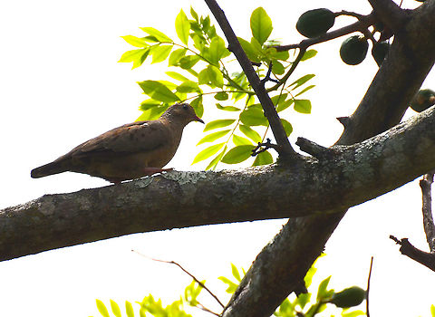 Common Ground Dove - Columbina passerina Alajuela, Costa Rica Columbina passerina,Common ground dove,Costa Rica,Geotagged,Spring