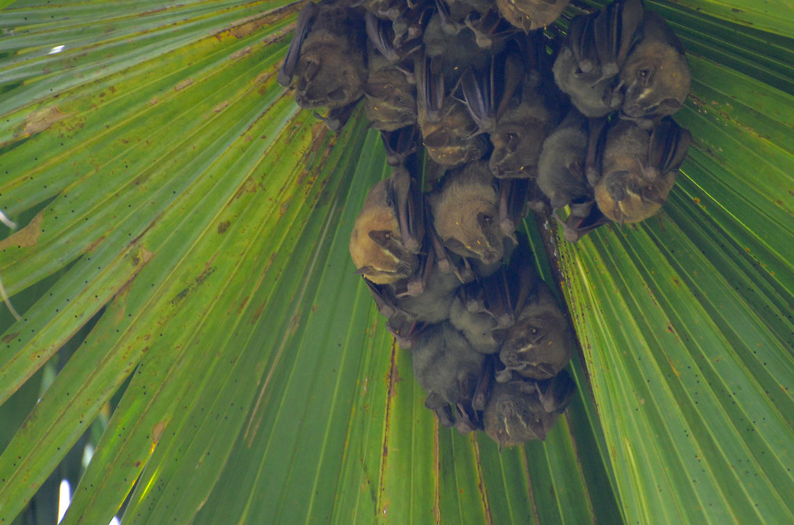 Tent-making bat - Uroderma bilobatum Alajuela, Costa Rica. Costa Rica,Geotagged,Spring,Tent-making bat,Uroderma bilobatum