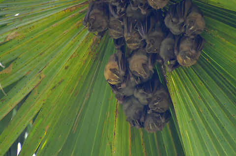 Tent-making bat - Uroderma bilobatum Alajuela, Costa Rica. Costa Rica,Geotagged,Spring,Tent-making bat,Uroderma bilobatum