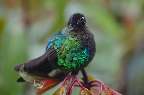 Hummingbird Flower Mites in Panterpe insignis beak (may be Neharpyrhynchus trochilinus) I don't add species because is diffcult for me to verify it. I assume this could be the sp baed on its hummingbird host. Many hummingbirds are carriers of mites that use the hummingbird to travel from flower to flower. Each flower is like a bus stop and a feeding station for them. Read more on this curious behavior here: 
https://biodiversity.uconn.edu/rob-colwells-mites/
https://zookeys.pensoft.net/article/2276/ Costa Rica,Fiery-throated hummingbird,Geotagged,Neharpyrhynchus,Neharpyrhynchus trochilinus,Panterpe insignis,Spring,mites