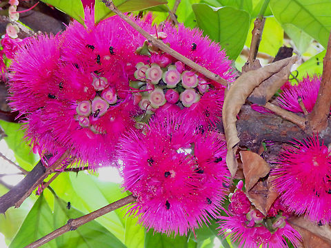 Malay (rose) apple- Syzygium malaccense Garden in Alajuela, Costa Rica. Costa Rica,Geotagged,Malay (rose) apple,Spring,Syzygium malaccense
